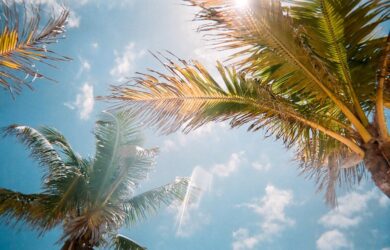Palm trees sway under a bright blue sky, with sunlight streaming through the leaves. Fluffy white clouds are scattered across the backdrop, creating a serene tropical atmosphere.