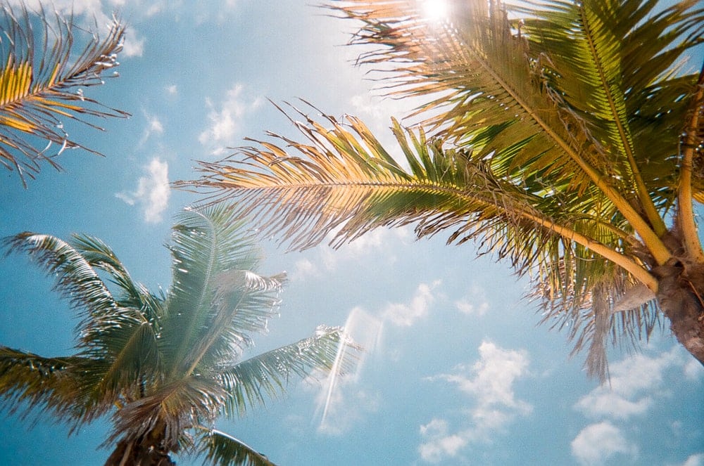Palm trees sway under a bright blue sky, with sunlight streaming through the leaves. Fluffy white clouds are scattered across the backdrop, creating a serene tropical atmosphere.