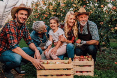 Family Business owners collecting apples on their orchard.