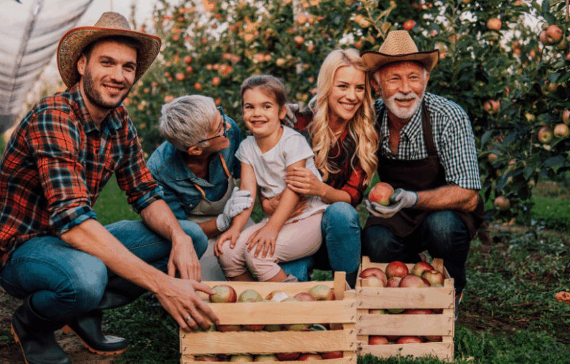 Family Business owners collecting apples on their orchard.