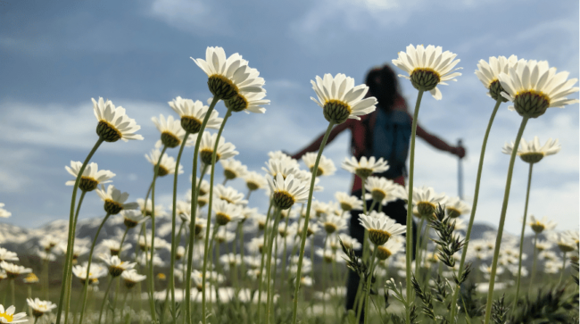 A field of white daisies against a blue sky, with a hiker in the background holding trekking poles, blurred by depth of field.
