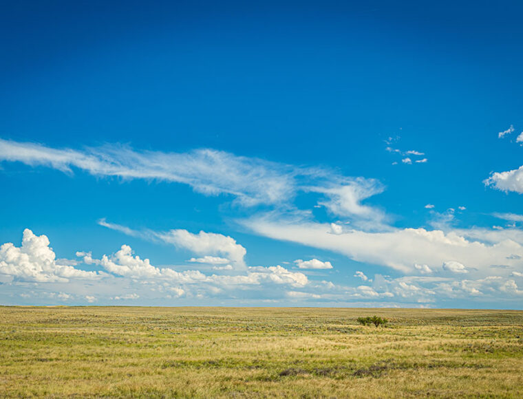 Vast open prairie under a bright blue sky with scattered white clouds; flat grassy landscape stretches to the horizon with a few small shrubs.